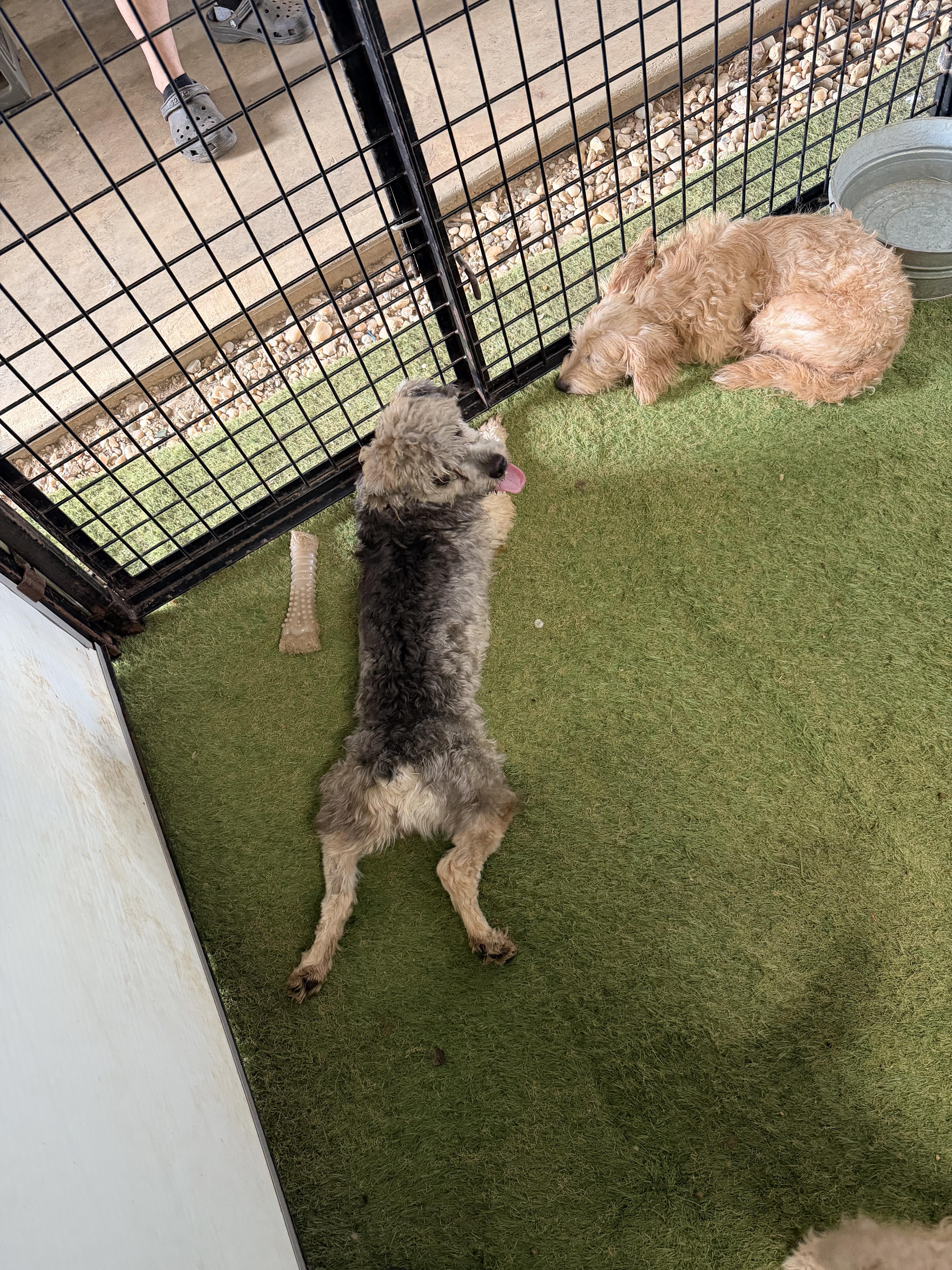 Enlarge Bob, an adopted mixed breed in South Amboy, NJ image 2/3
