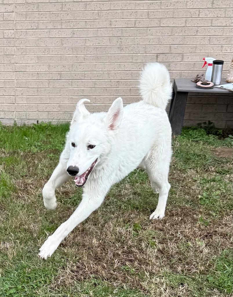 Enlarge Barker, a Adoptable mixed breed in Gallatin, TN image 2/3