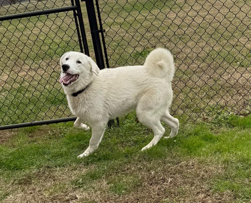 Enlarge Barker, a Adoptable mixed breed in Gallatin, TN image 3/3