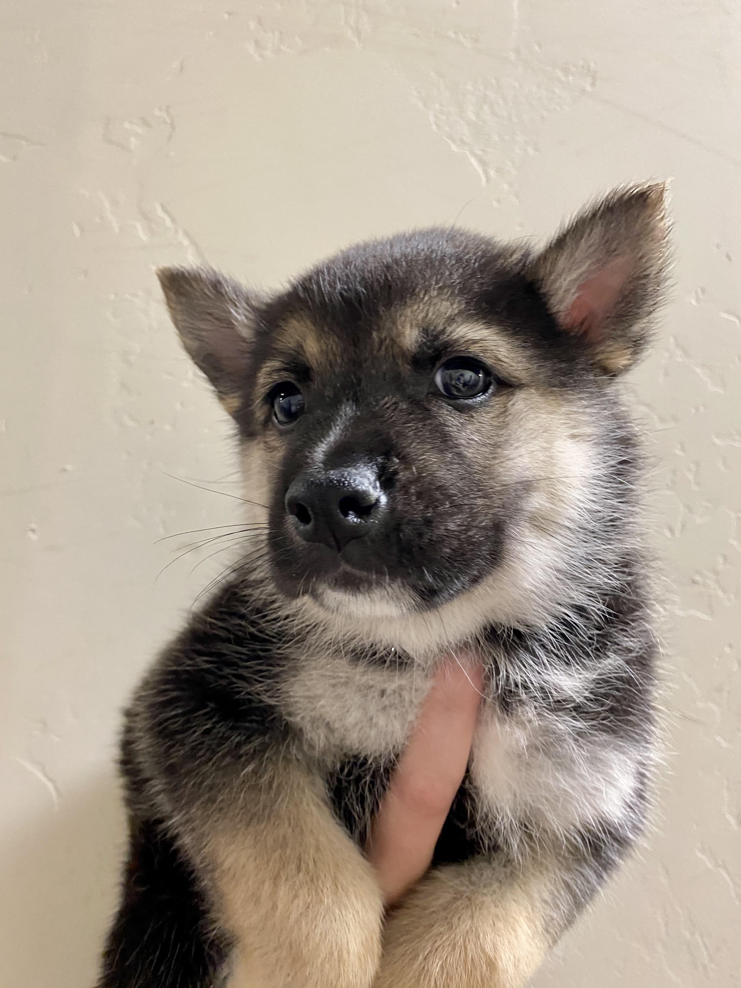 Bear, Adopted, Adult Male German Shepherd Dog & Siberian Husky.