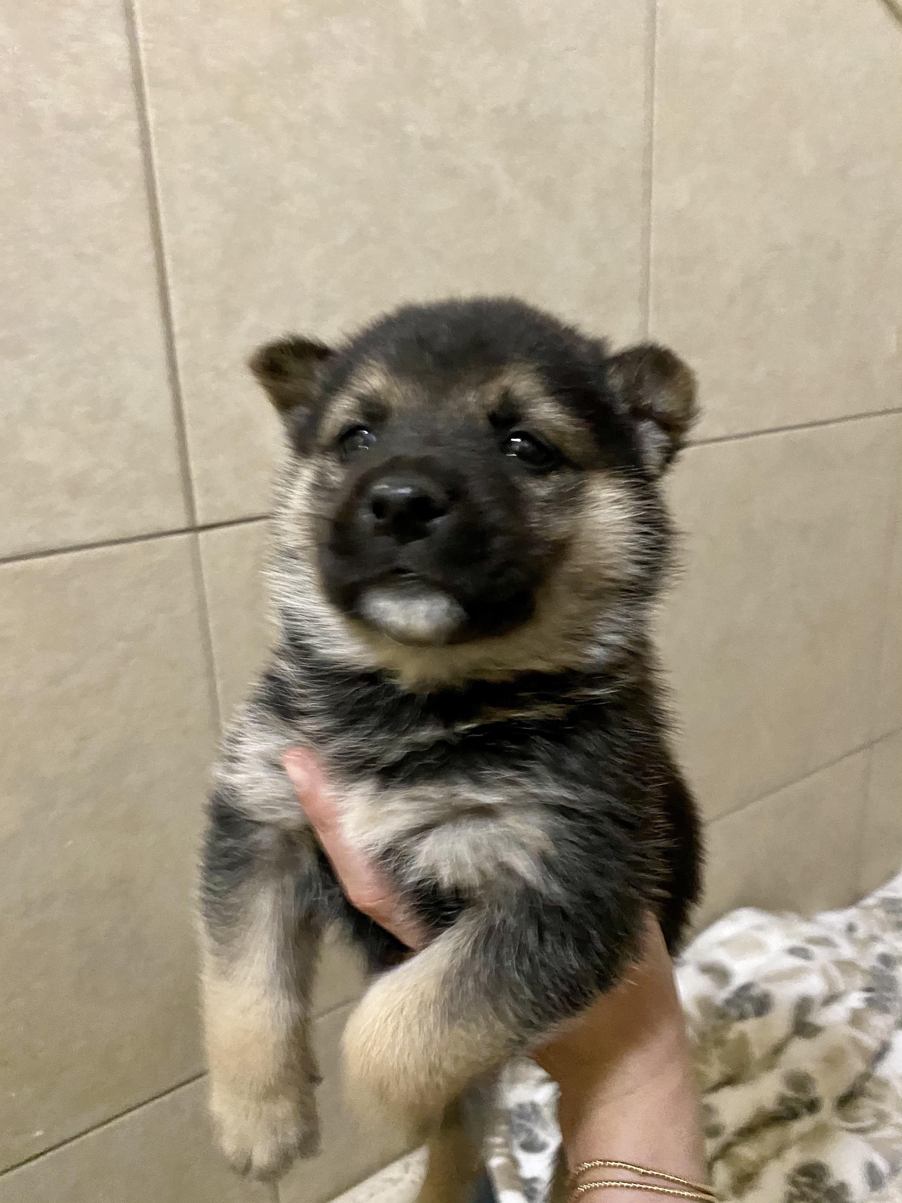 Enlarge Bear, a Adopted mixed breed in San Juan Capistrano, CA image 2/4