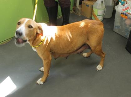 Nightqueen thumbnail 2