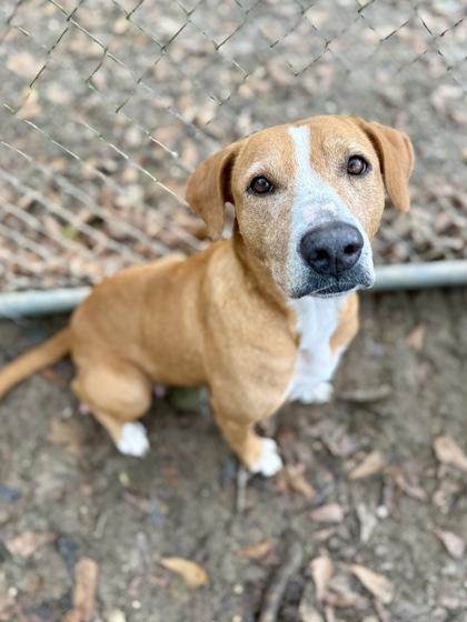 Enlarge Nightqueen, a Adoptable mixed breed in Picayune, MS image 1/3