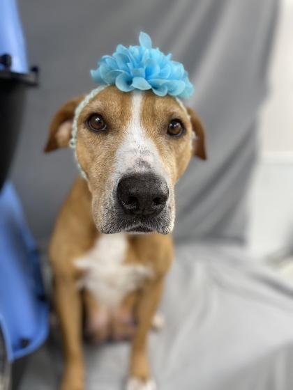 Enlarge Nightqueen, a Adoptable mixed breed in Picayune, MS image 2/3