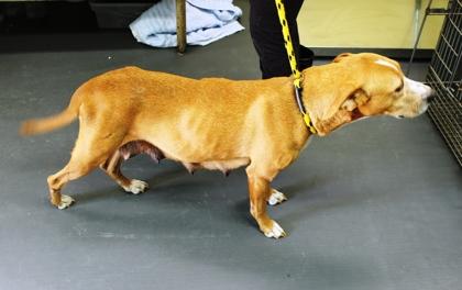 Nightqueen thumbnail 3