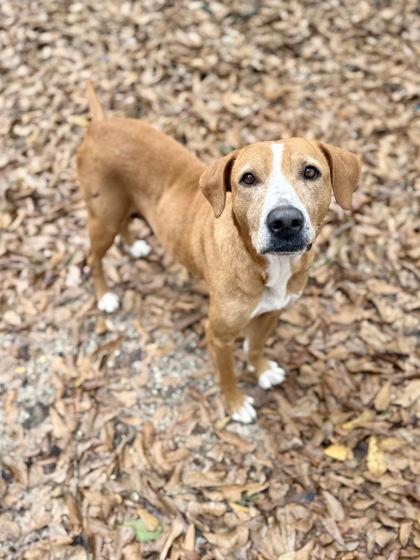 Enlarge Nightqueen, a Adoptable mixed breed in Picayune, MS image 3/3