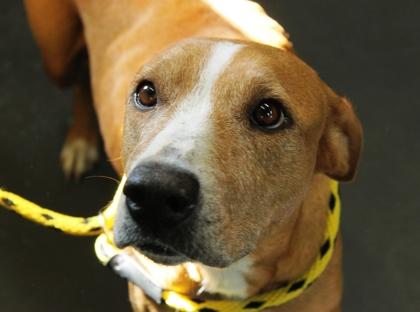 Nightqueen thumbnail 4