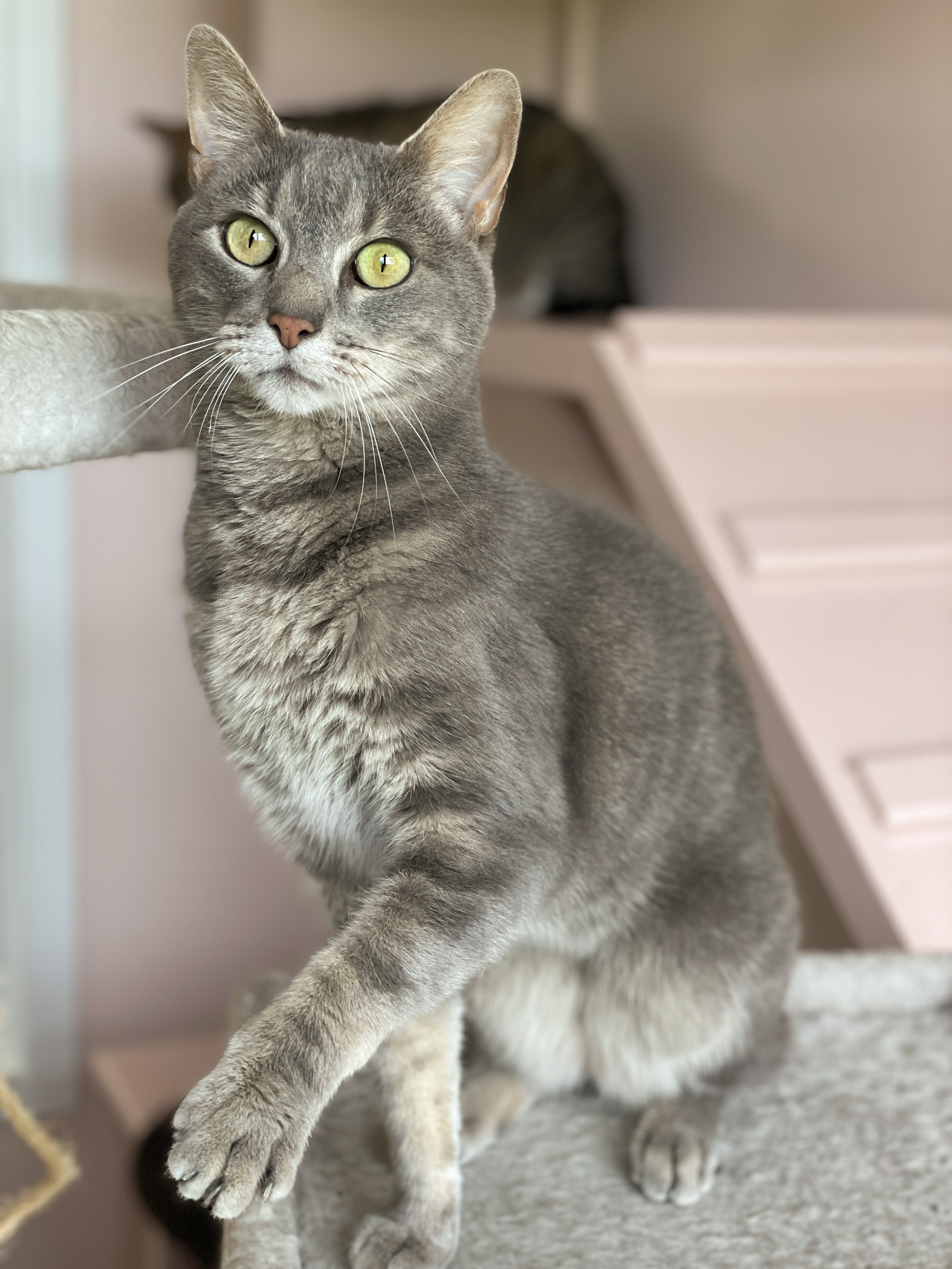 Enlarge Cyrus, a Adoptable Domestic Short Hair in Charles Town, WV image 4/6