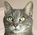 Enlarge Cyrus, a Adoptable Domestic Short Hair in Charles Town, WV image 1/6