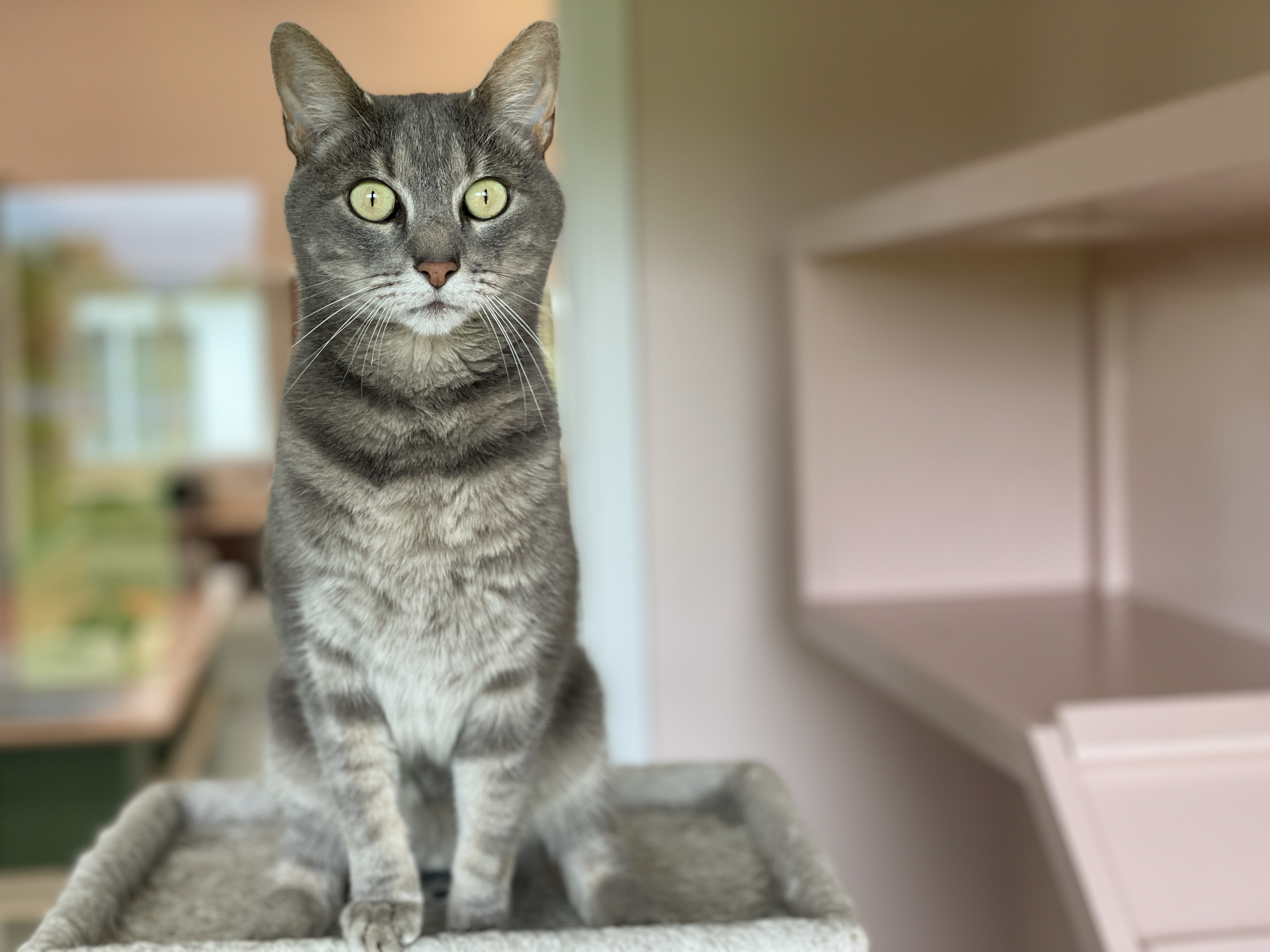 Enlarge Cyrus, a Adoptable Domestic Short Hair in Charles Town, WV image 6/6