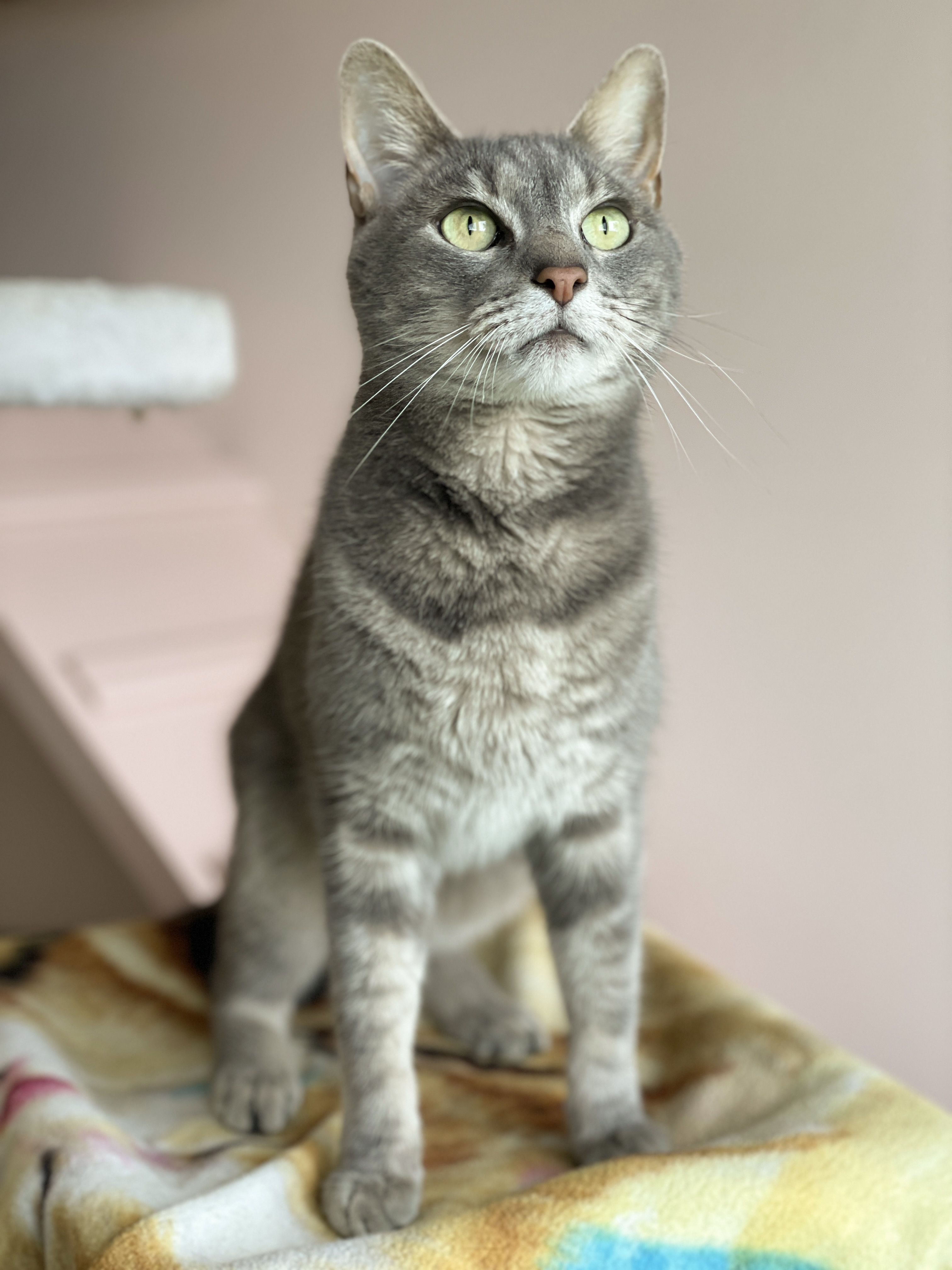 Enlarge Cyrus, a Adoptable Domestic Short Hair in Charles Town, WV image 3/6