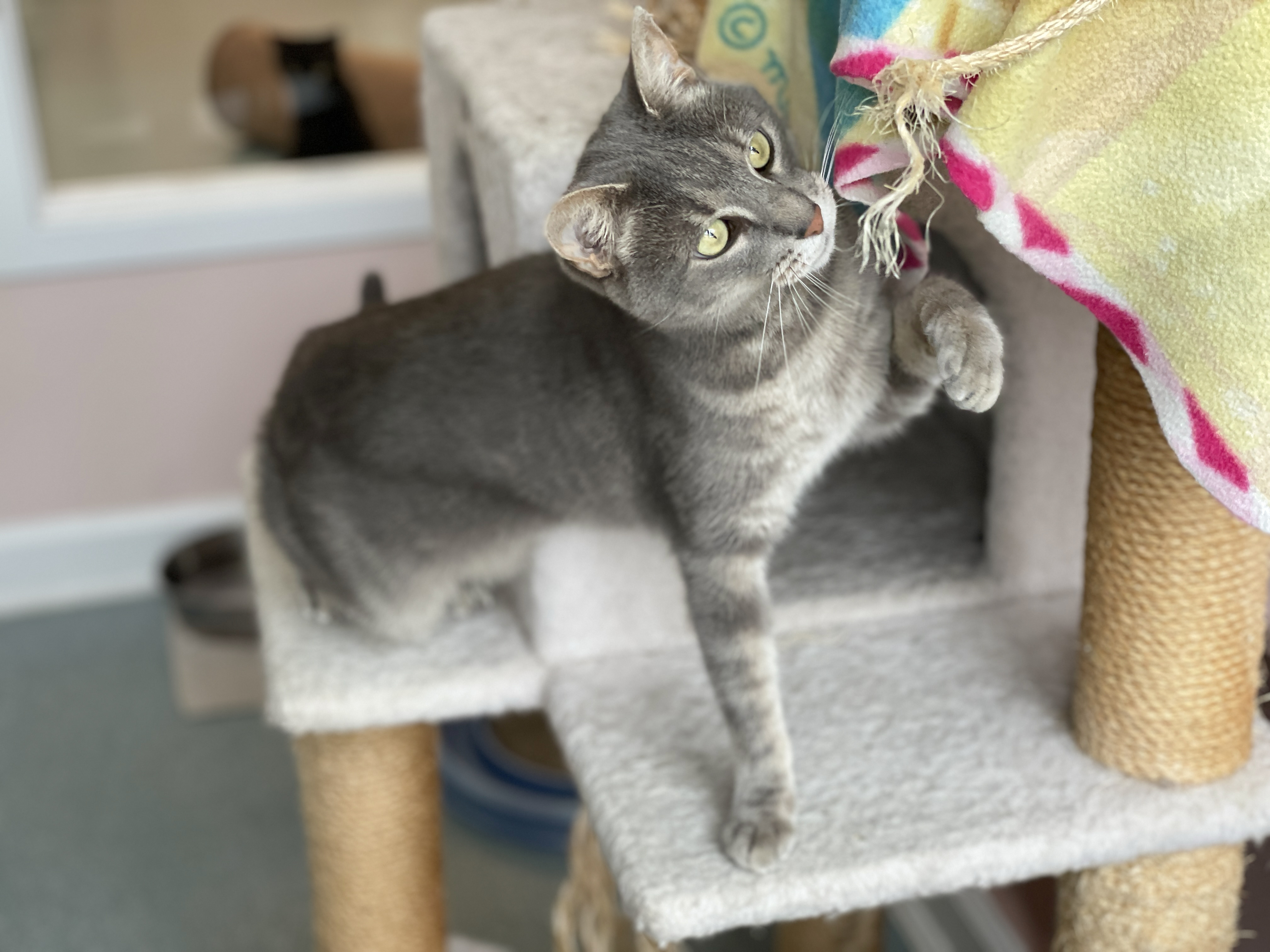 Enlarge Cyrus, a Adoptable Domestic Short Hair in Charles Town, WV image 5/6