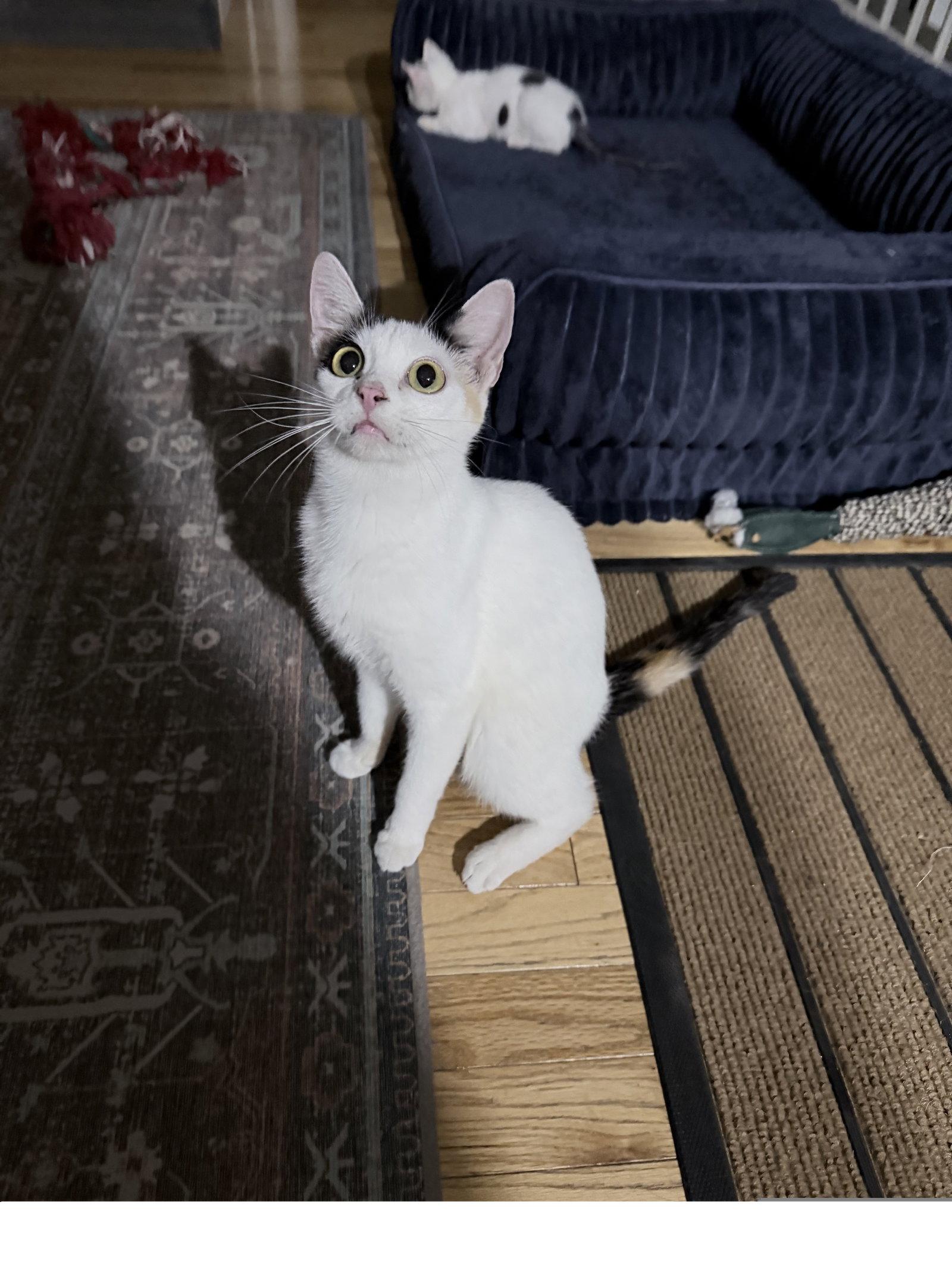 Olivia Colomar, Adoptable, Adult Female Domestic Short Hair & Calico.