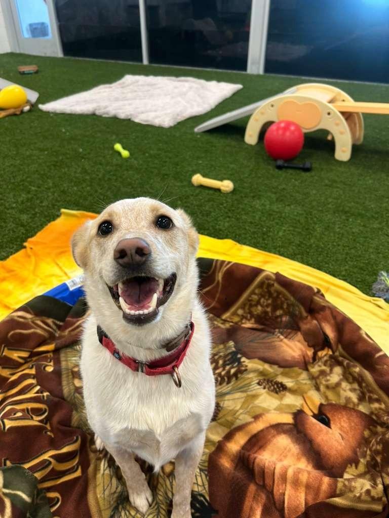 Enlarge Music Man, a Adoptable mixed breed in Phoenix, AZ image 1/6