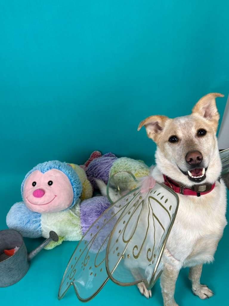Music Man, a Adoptable mixed breed in Phoenix, AZ image 3/6