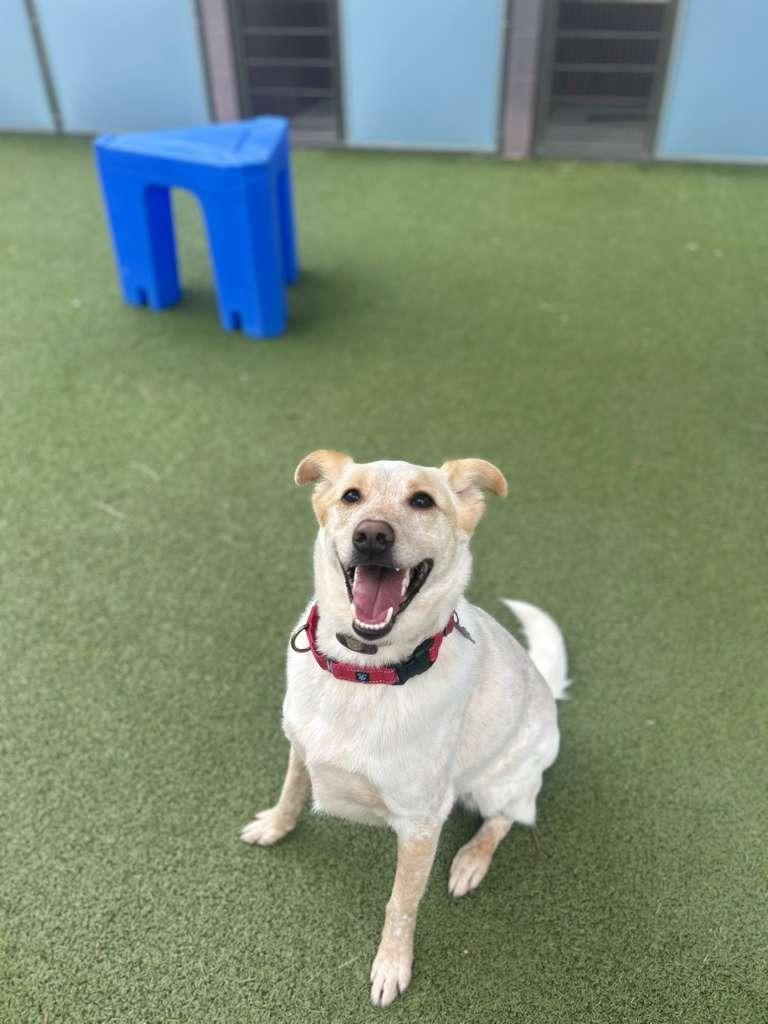 Enlarge Music Man, a Adoptable mixed breed in Phoenix, AZ image 2/6