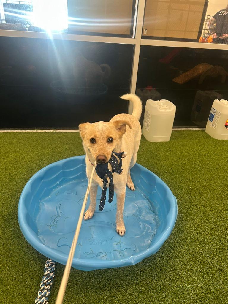 Enlarge Music Man, a Adoptable mixed breed in Phoenix, AZ image 2/6