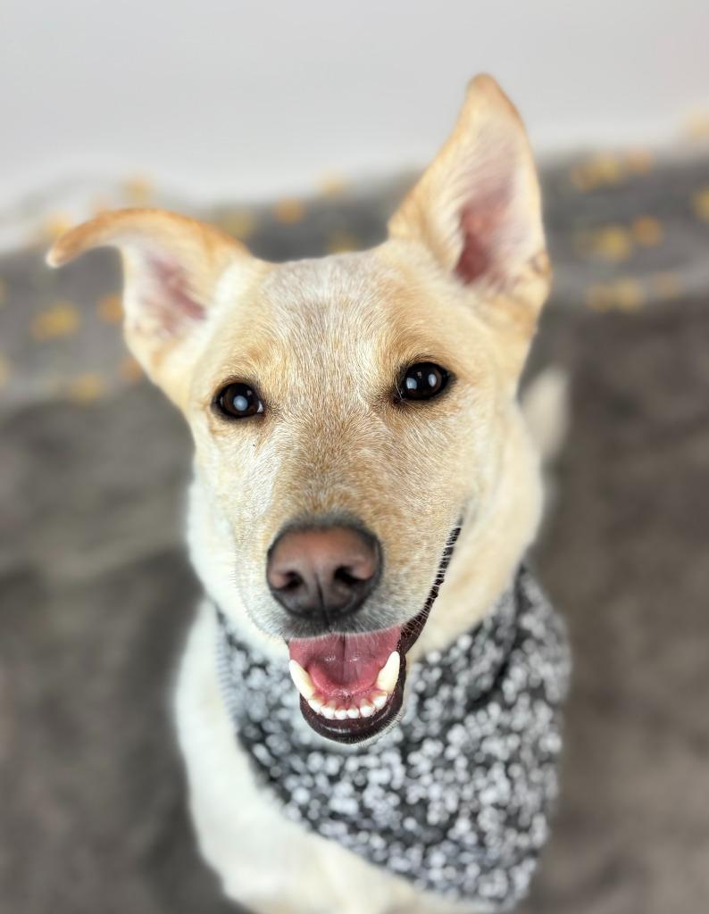 Enlarge Music Man, a Adoptable mixed breed in Phoenix, AZ image 3/6