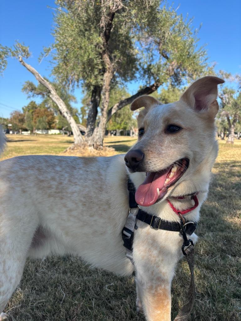 Enlarge Music Man, a Adoptable mixed breed in Phoenix, AZ image 3/6