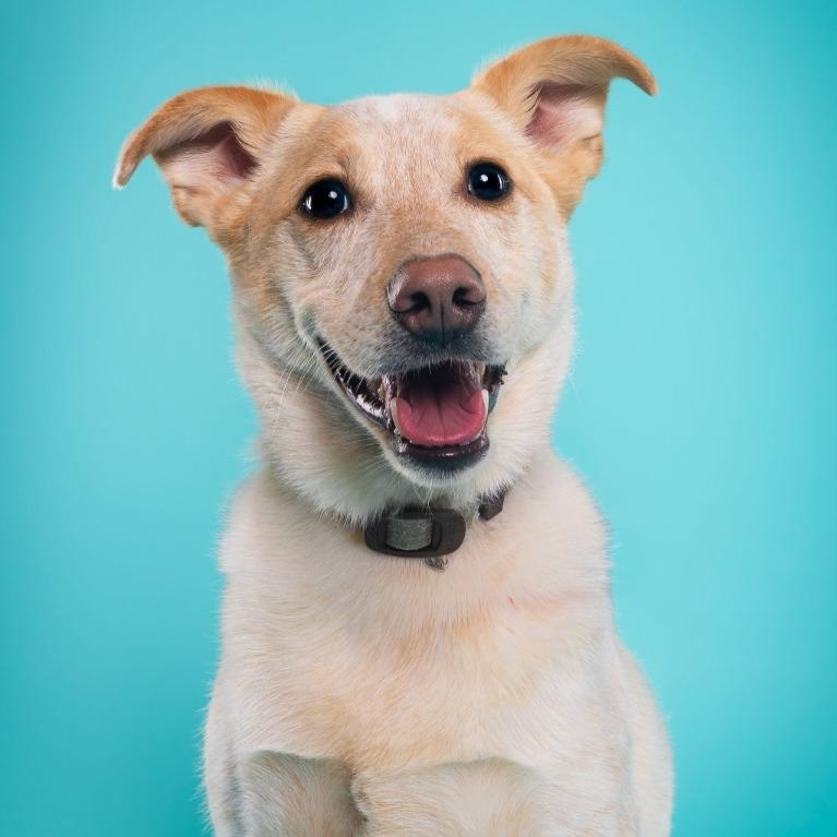 Music Man, Adoptable, Young Male Cattle Dog & Shepherd.