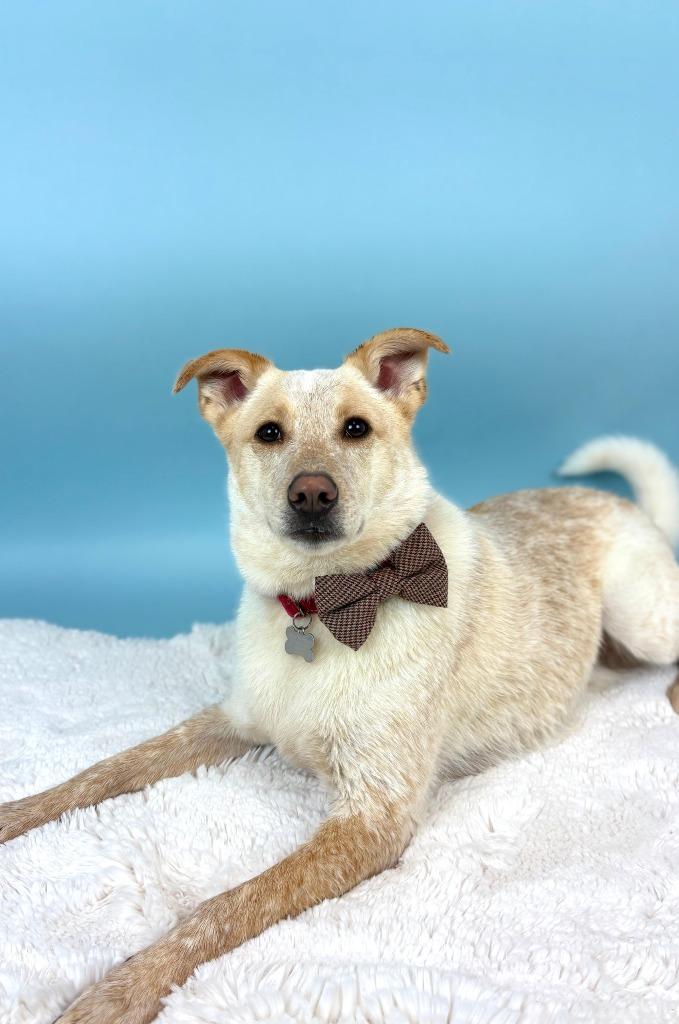 Enlarge Music Man, a Adoptable mixed breed in Phoenix, AZ image 4/6