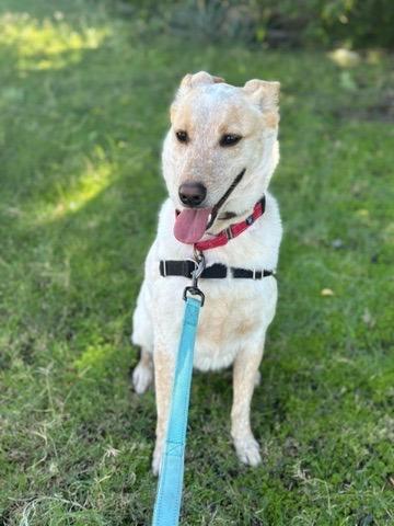 Music Man, a Adoptable mixed breed in Phoenix, AZ image 5/6