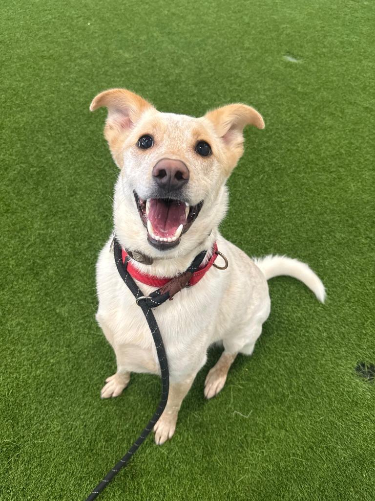 Enlarge Music Man, a Adoptable mixed breed in Phoenix, AZ image 5/6