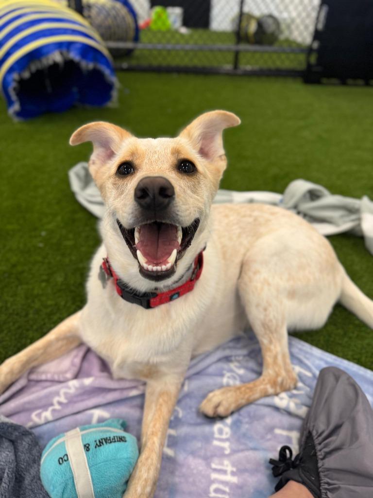 Enlarge Music Man, a Adoptable mixed breed in Phoenix, AZ image 6/6