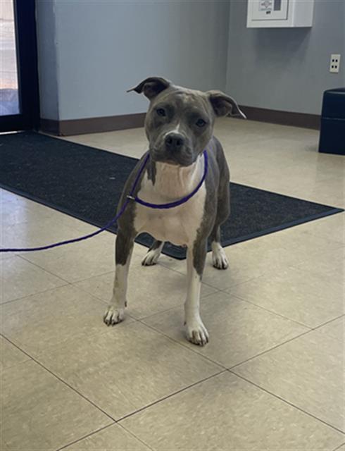 NALA, Adoptable, Young Female Pit Bull Terrier & Mixed Breed.