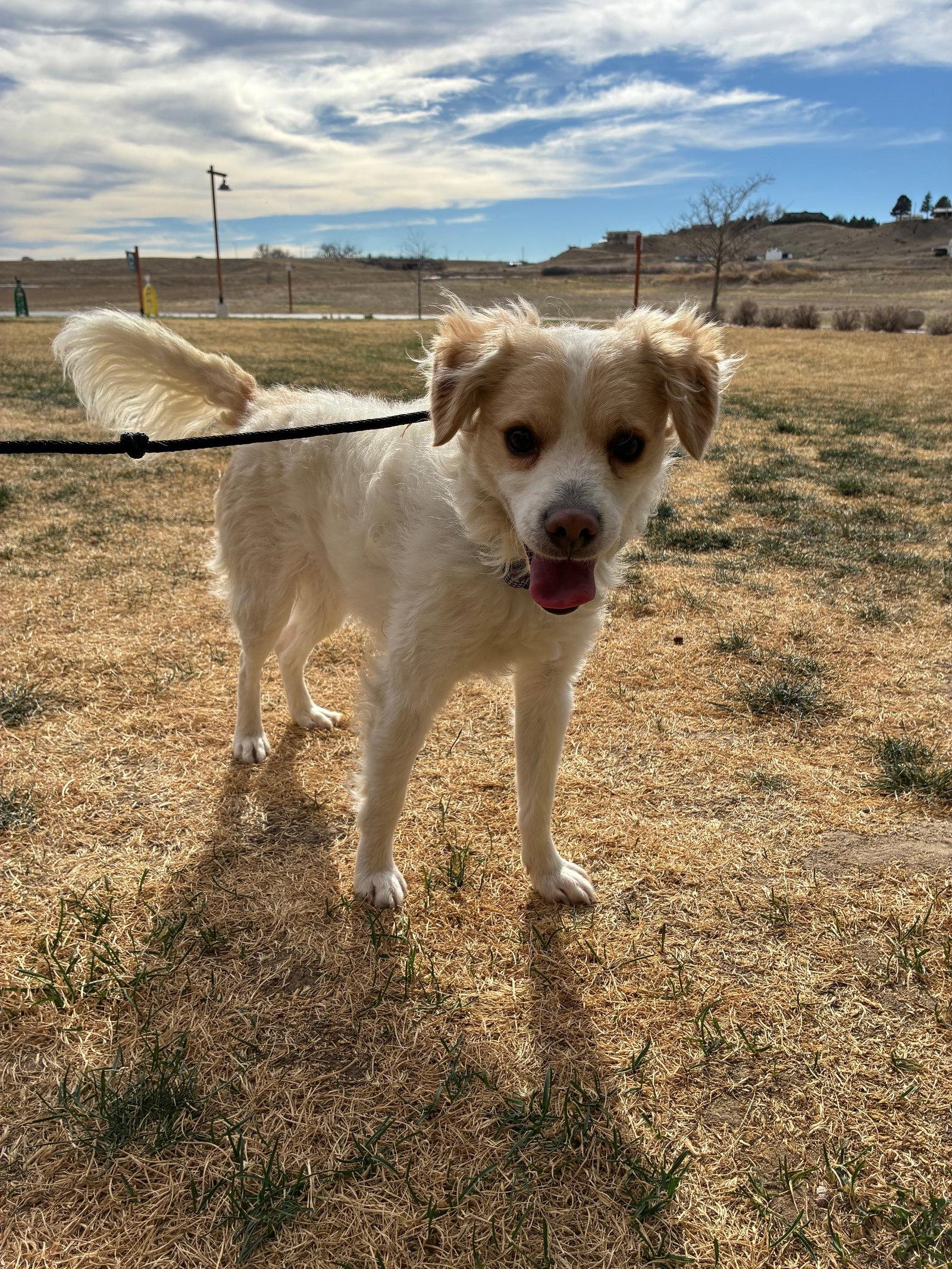Havarti, Adopted, Adult Male Terrier.