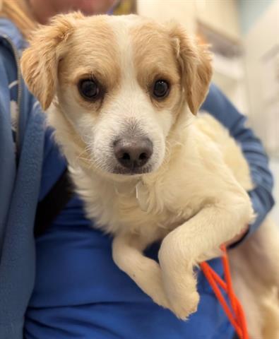 Enlarge Havarti, a Adopted Terrier in Fort Collins, CO image 2/3