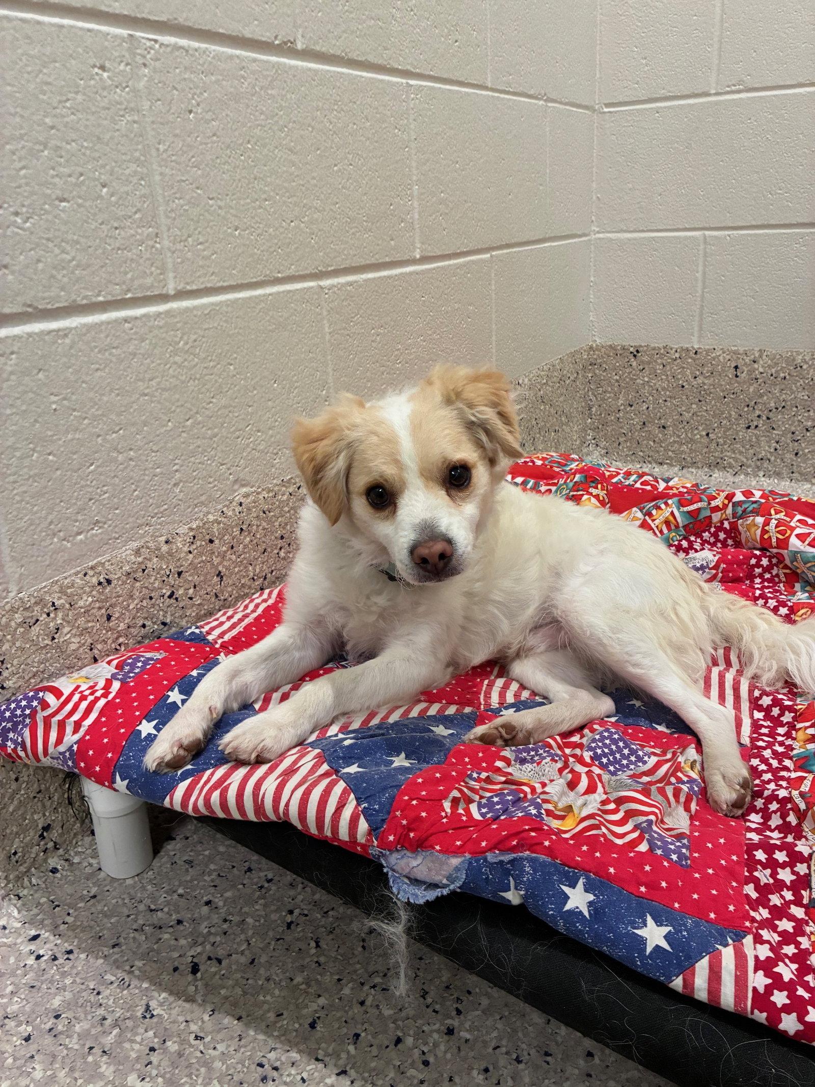 Enlarge Havarti, a Adopted Terrier in Fort Collins, CO image 3/3