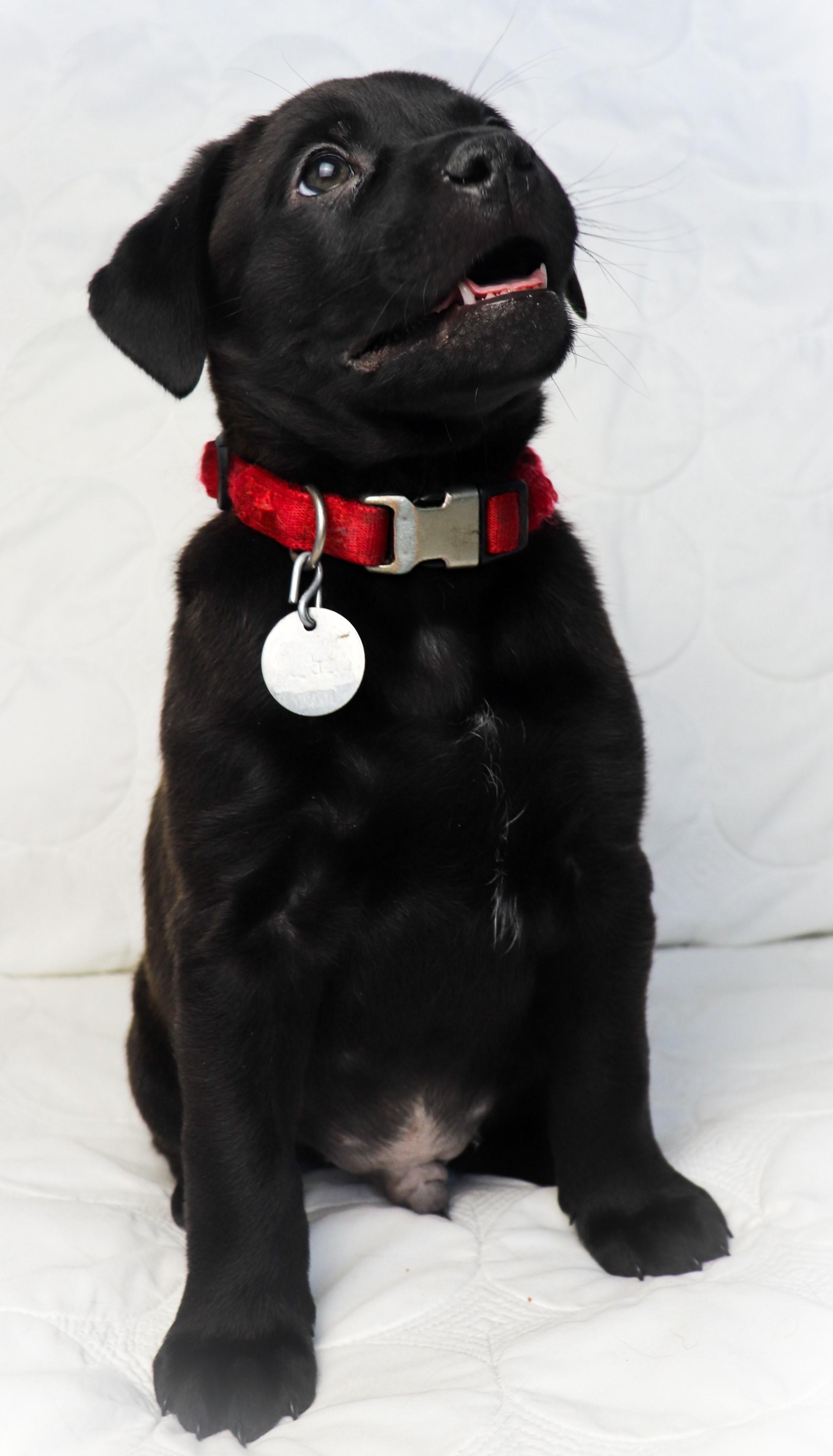 Enlarge Nitchi (Navaho), an adoptable mixed breed in Saint Paul, MN image 5/6