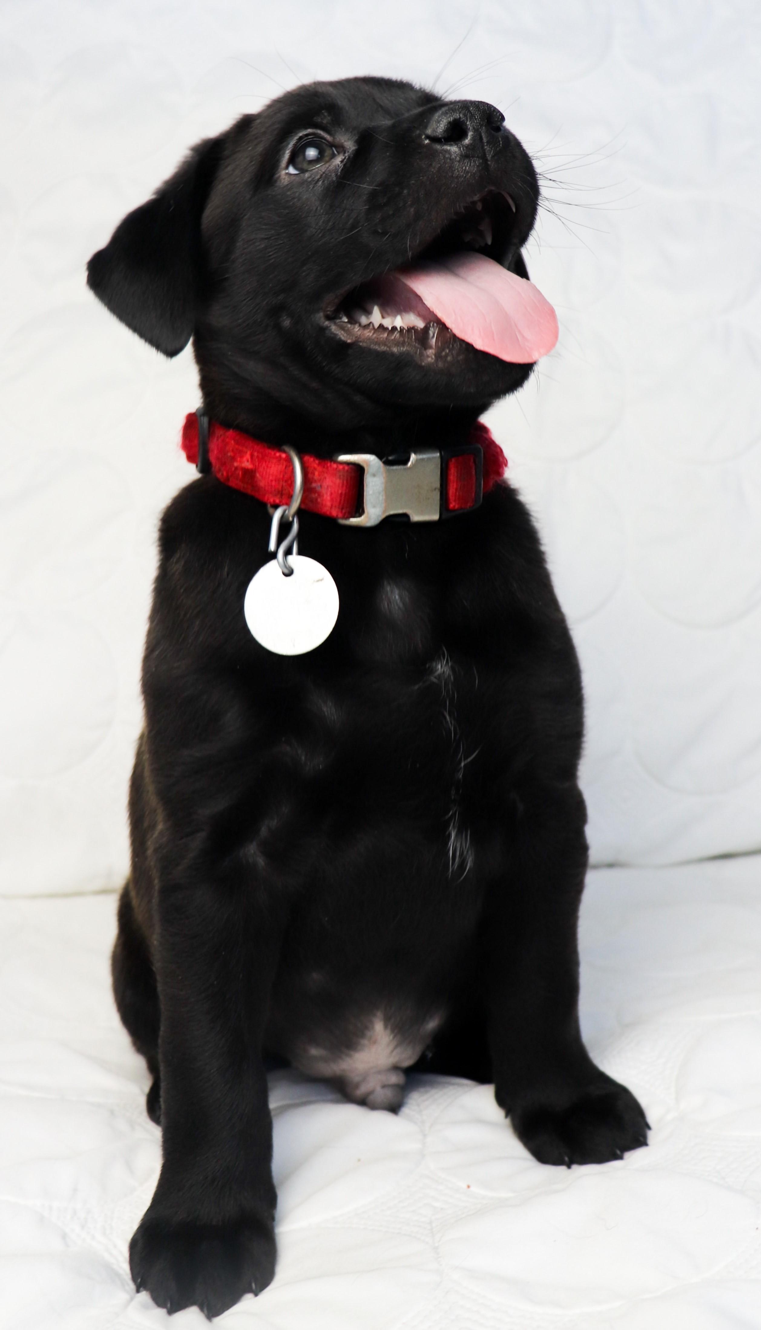 Enlarge Nitchi (Navaho), an adoptable mixed breed in Saint Paul, MN image 1/6