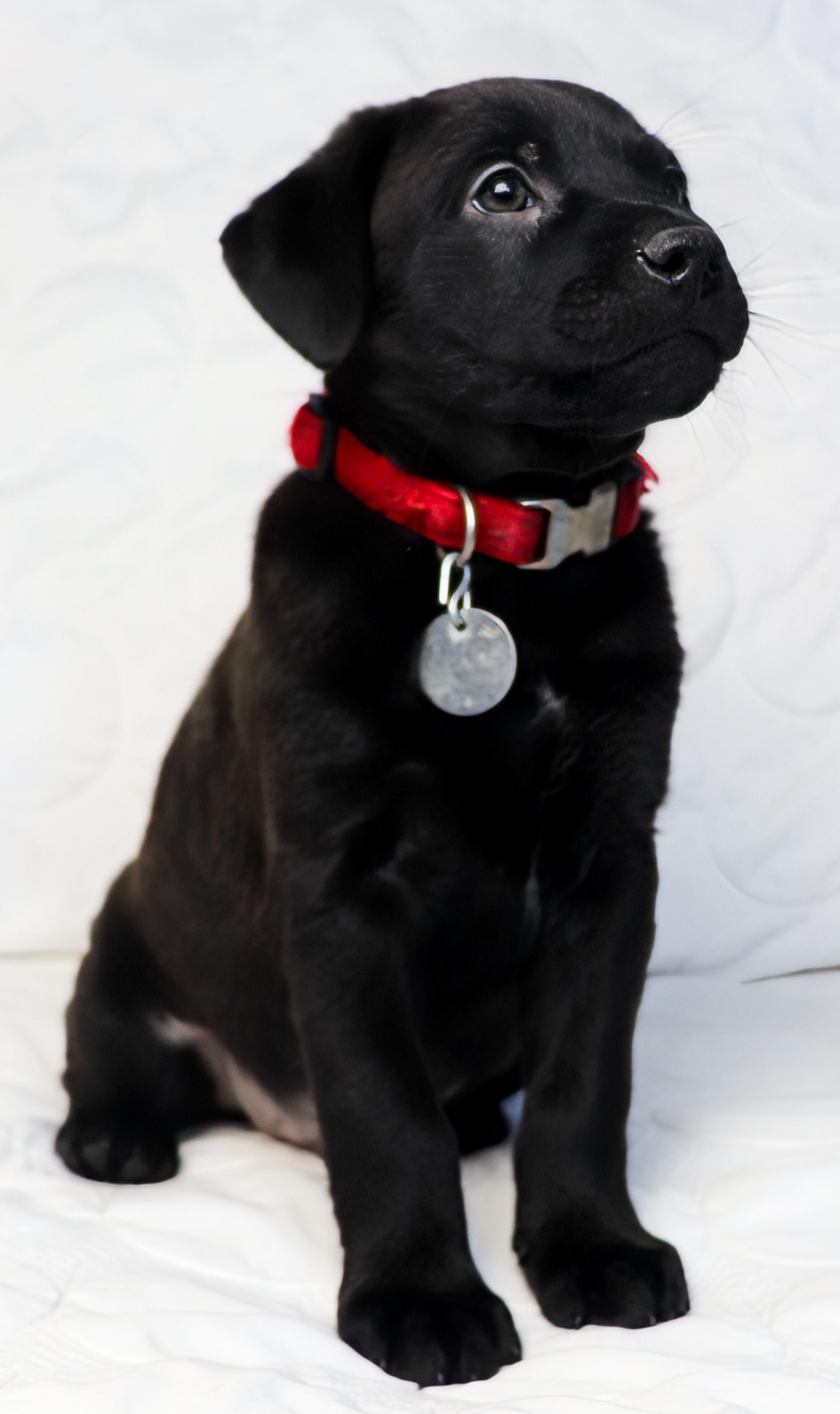 Enlarge Nitchi (Navaho), an adoptable mixed breed in Saint Paul, MN image 6/6