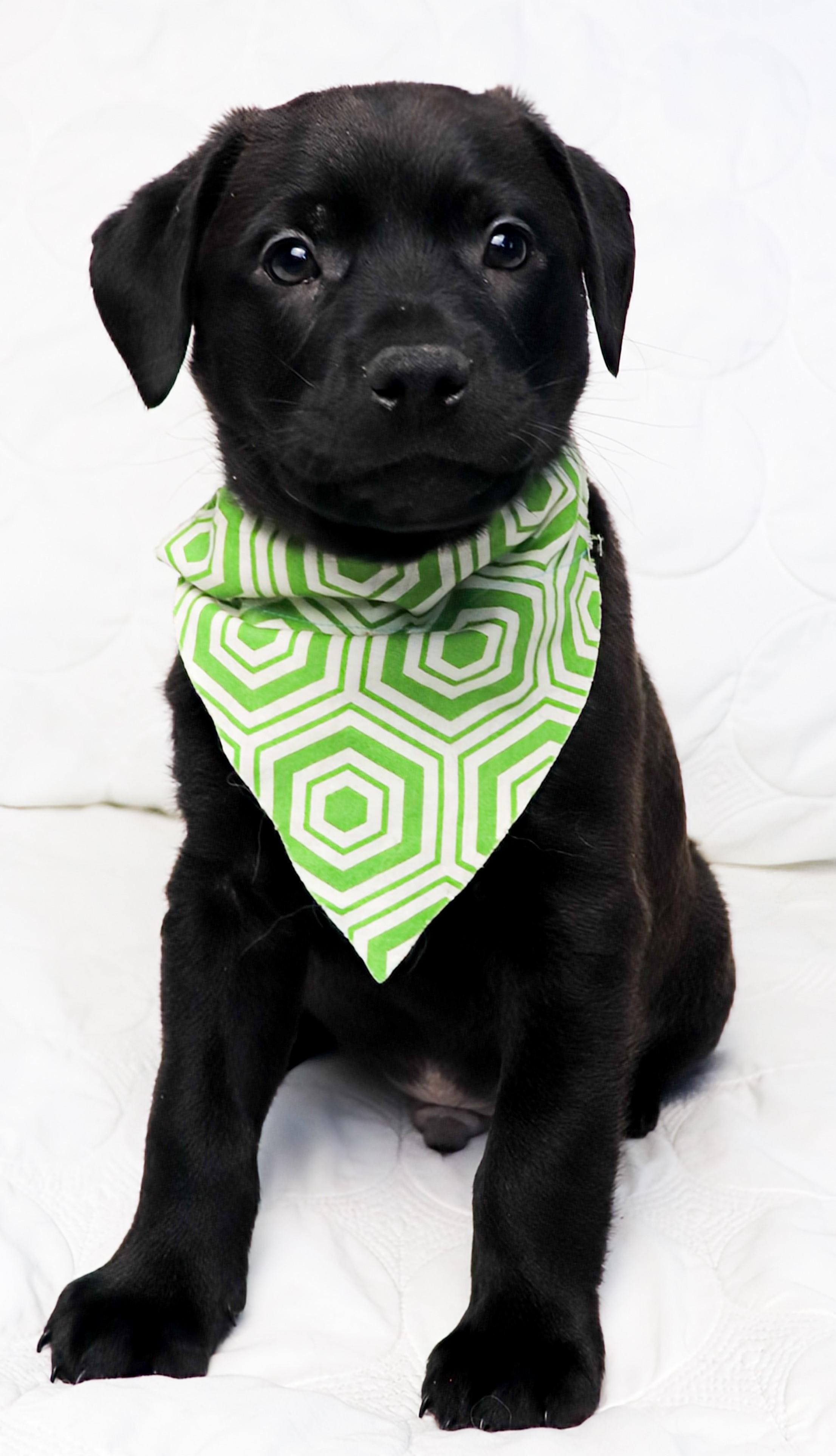 Enlarge Nitchi (Navaho), an adoptable mixed breed in Saint Paul, MN image 2/6