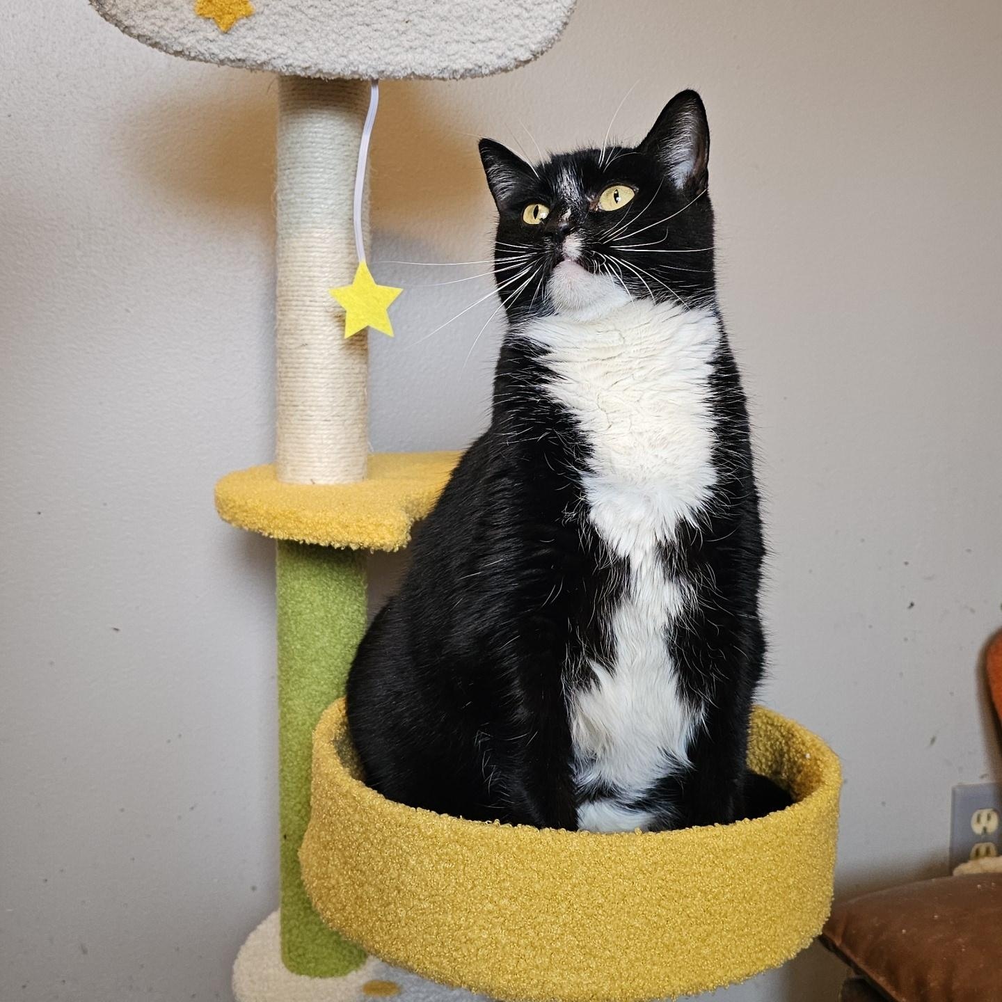 Enlarge Ruby Sue, a ADOPTABLE Domestic Short Hair in Pardeeville, WI image 6/6