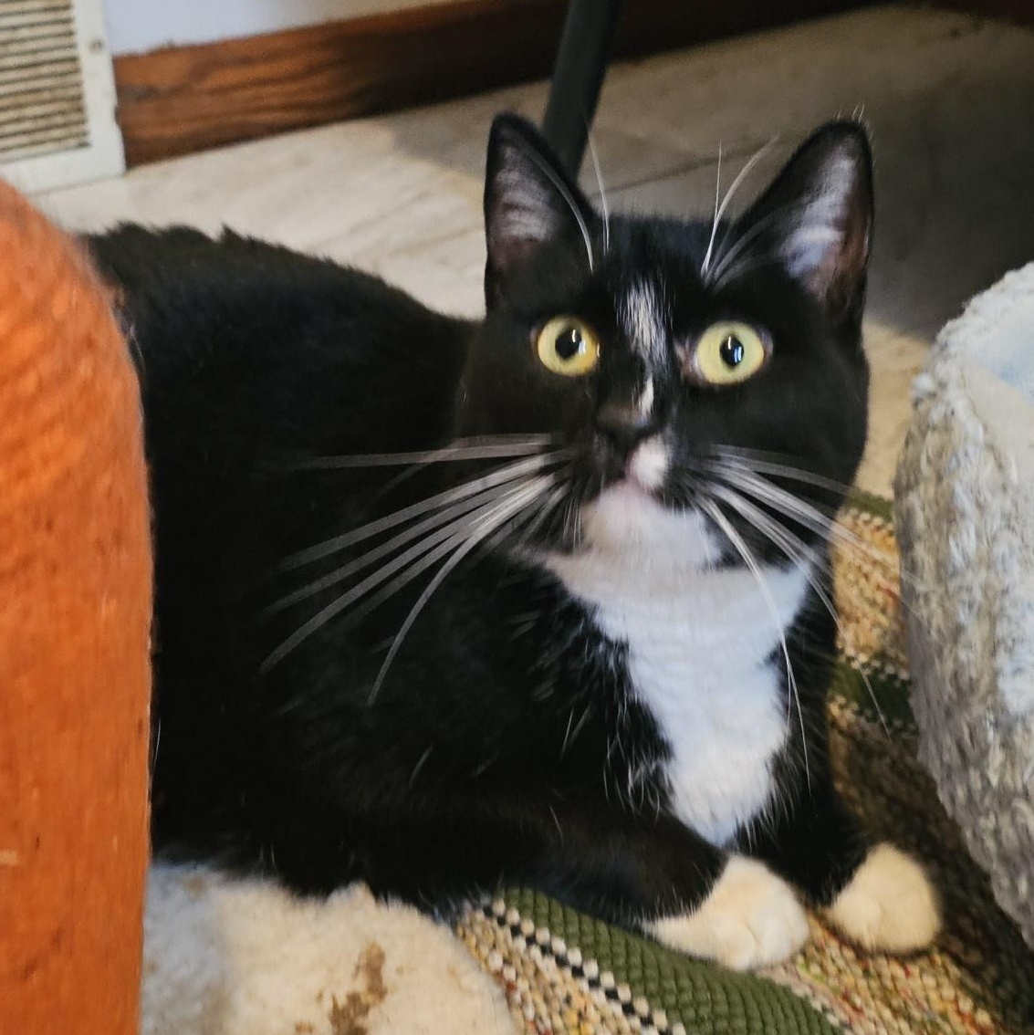 Enlarge Ruby Sue, a ADOPTABLE Domestic Short Hair in Pardeeville, WI image 5/6