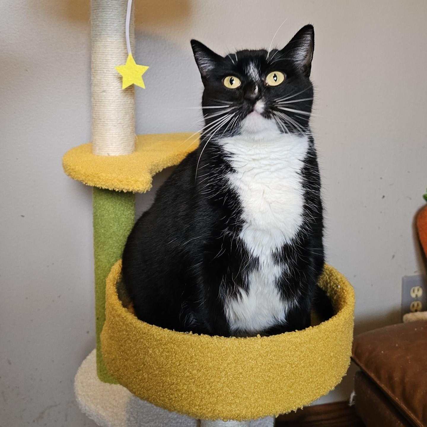 Enlarge Ruby Sue, a ADOPTABLE Domestic Short Hair in Pardeeville, WI image 1/6