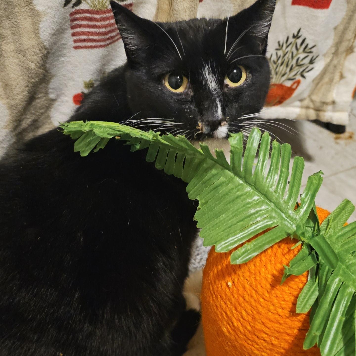 Enlarge Ruby Sue, a ADOPTABLE Domestic Short Hair in Pardeeville, WI image 3/6