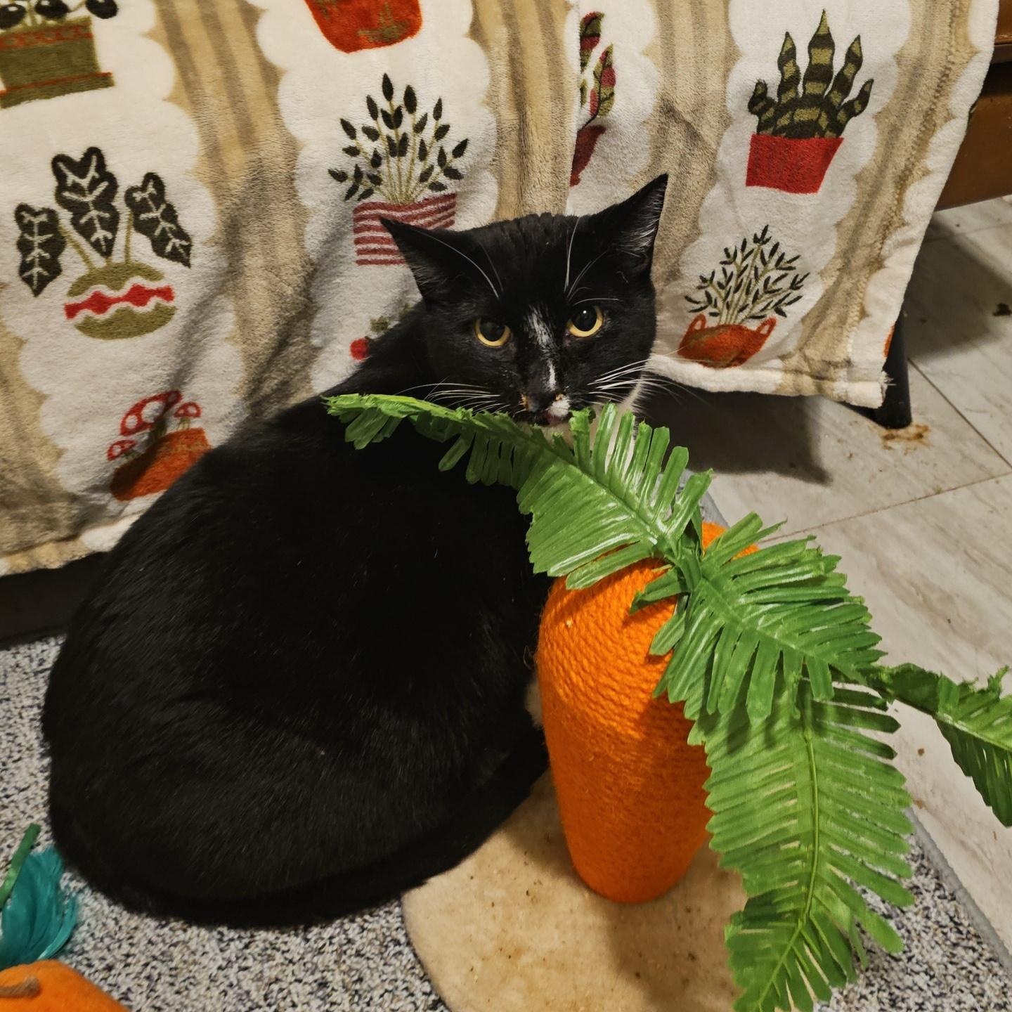 Enlarge Ruby Sue, a ADOPTABLE Domestic Short Hair in Pardeeville, WI image 4/6