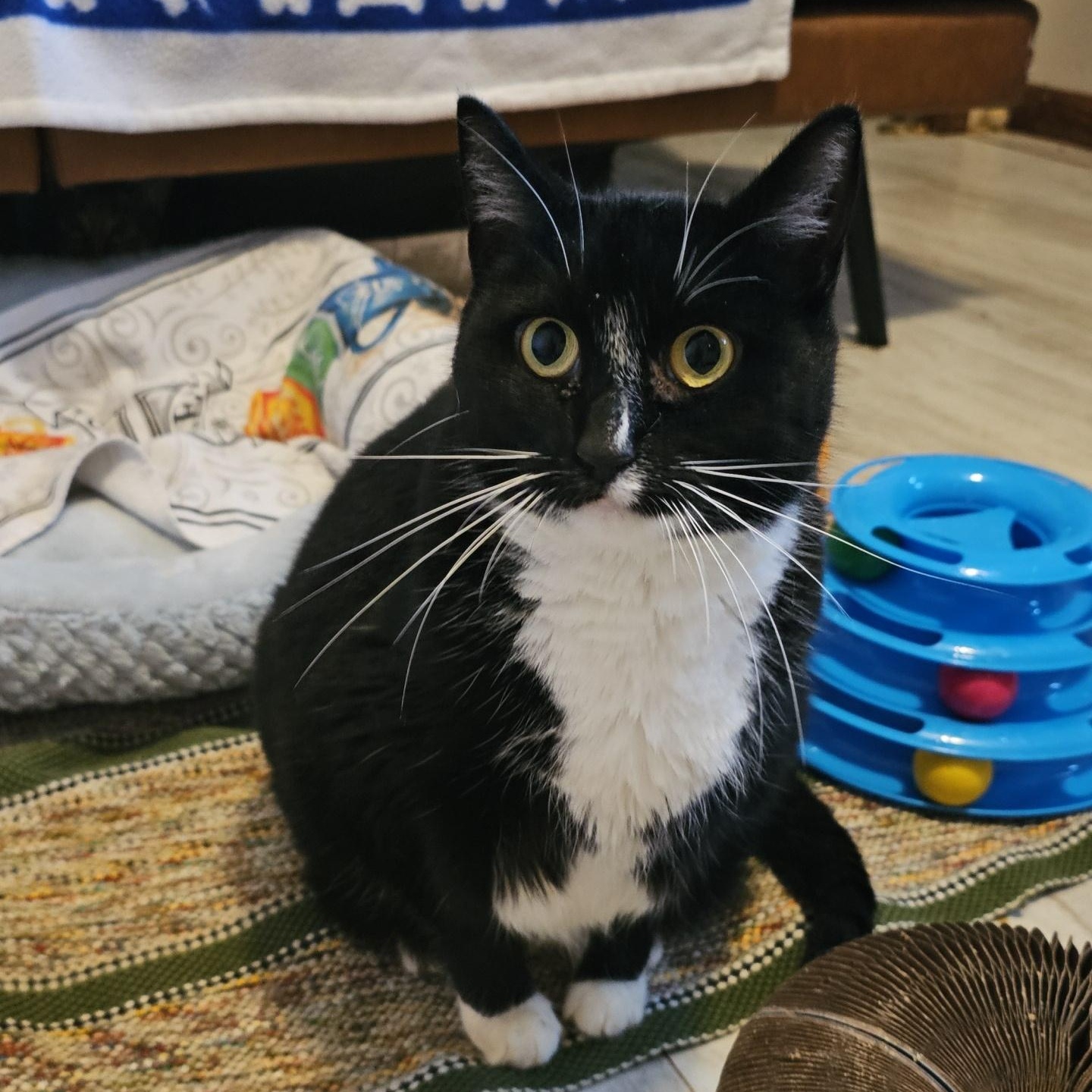 Enlarge Ruby Sue, a ADOPTABLE Domestic Short Hair in Pardeeville, WI image 2/6