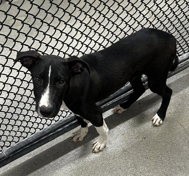 Matthew 4 months AVAILABLE 8/5, Adoptable, Young Male Labrador Retriever.