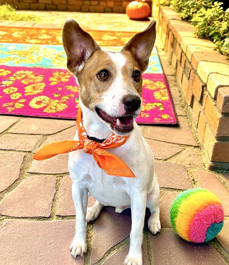 Roscoe, a Adoptable Jack Russell Terrier in Perry, IA image 2/6