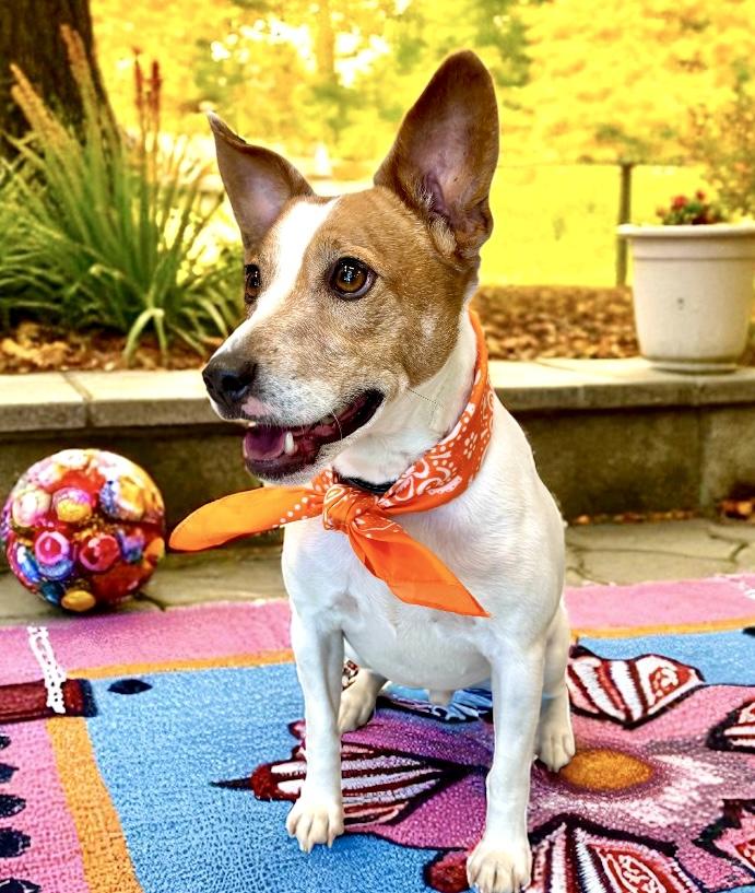 Roscoe, a Adoptable Jack Russell Terrier in Perry, IA image 6/6
