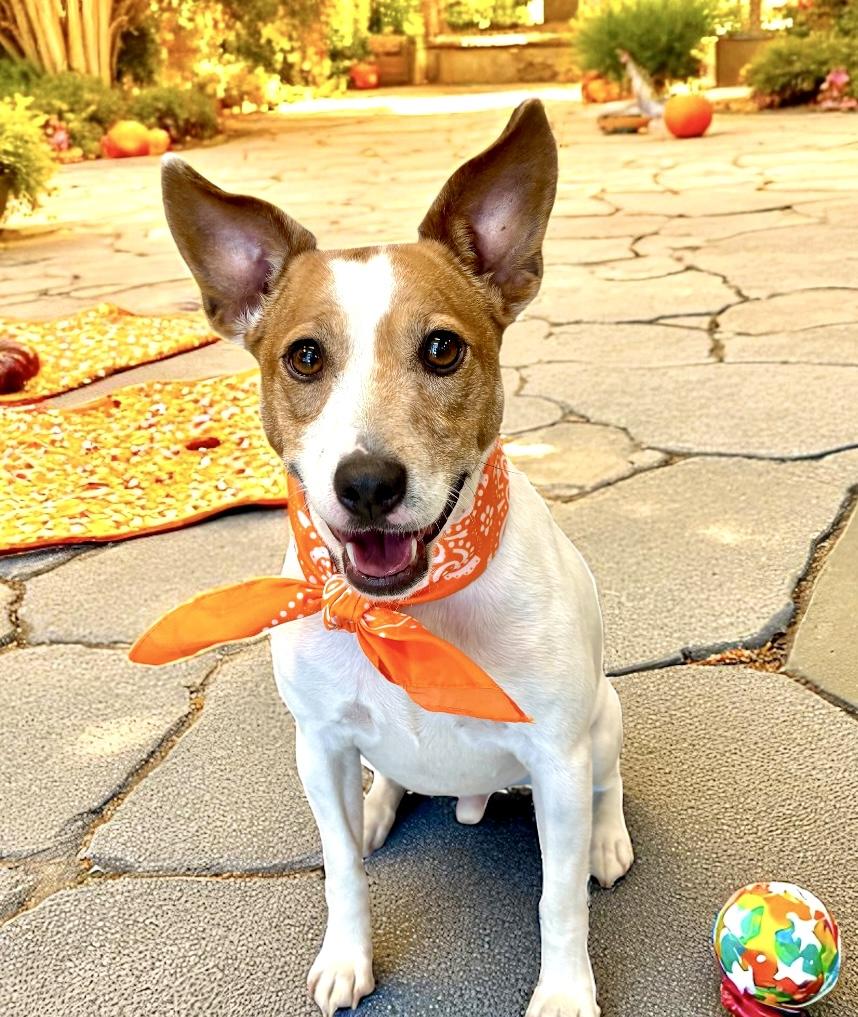 Roscoe, a Adoptable Jack Russell Terrier in Perry, IA image 4/6