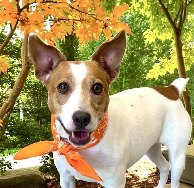 Roscoe, a Adoptable Jack Russell Terrier in Perry, IA image 5/6
