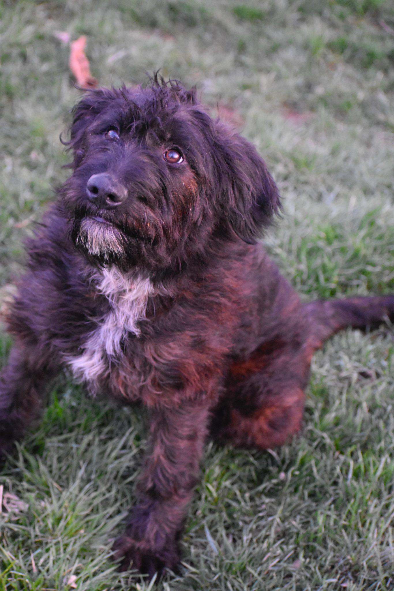 Enlarge Rory, a ADOPTABLE mixed breed in Indianapolis, IN image 3/4