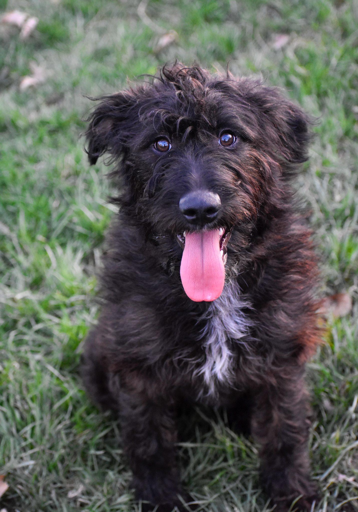 Enlarge Rory, a ADOPTABLE mixed breed in Indianapolis, IN image 1/4