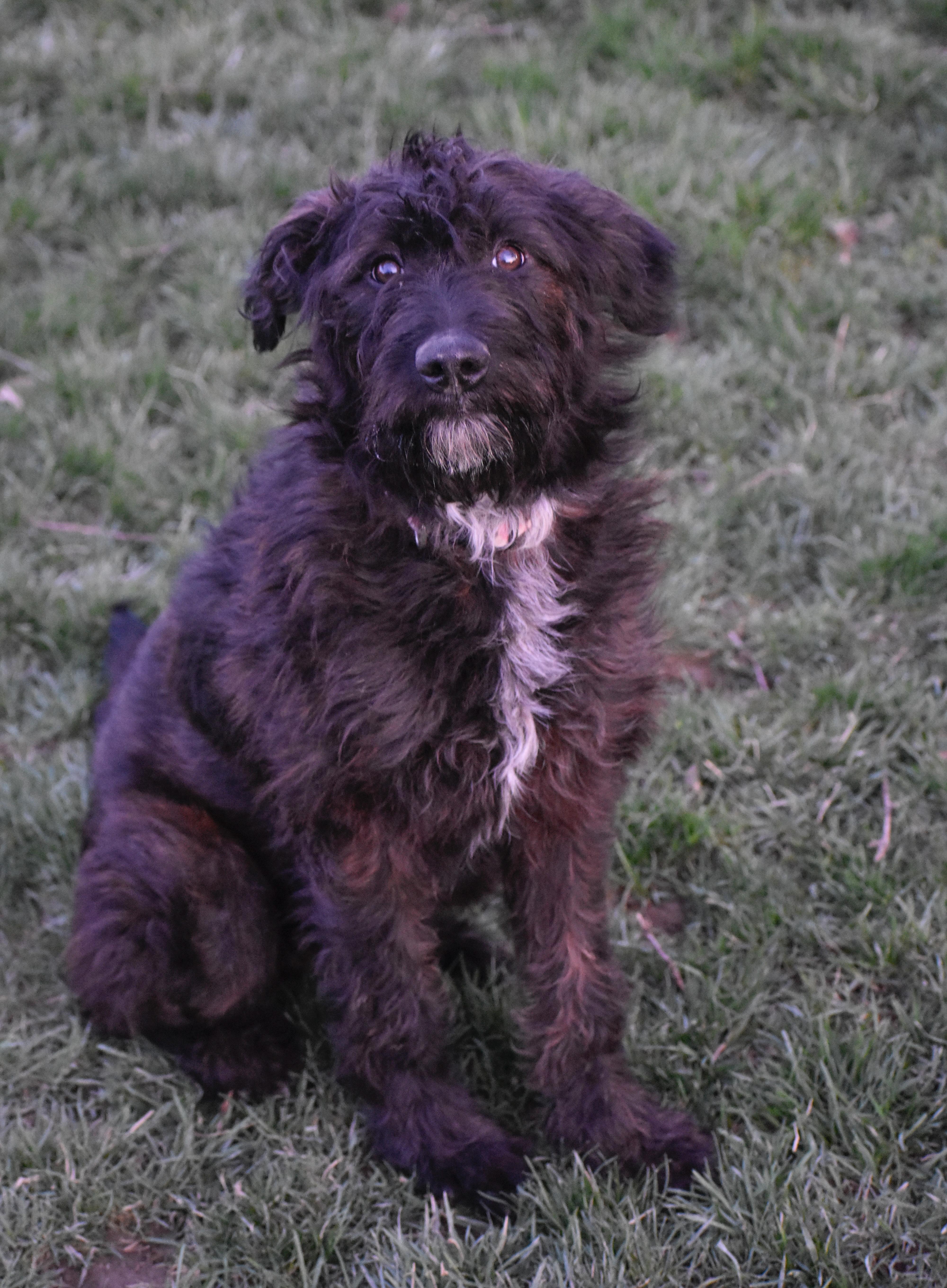 Enlarge Rory, a ADOPTABLE mixed breed in Indianapolis, IN image 2/4